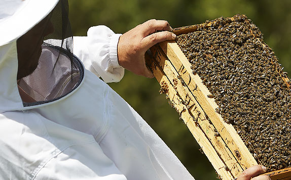 Μελισσοκομία Τσιγκένης